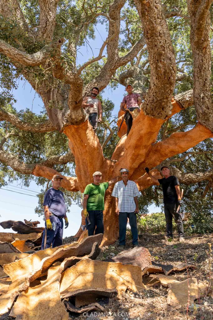 Six men standing around a harvested centennial cork tree in the Alentejo