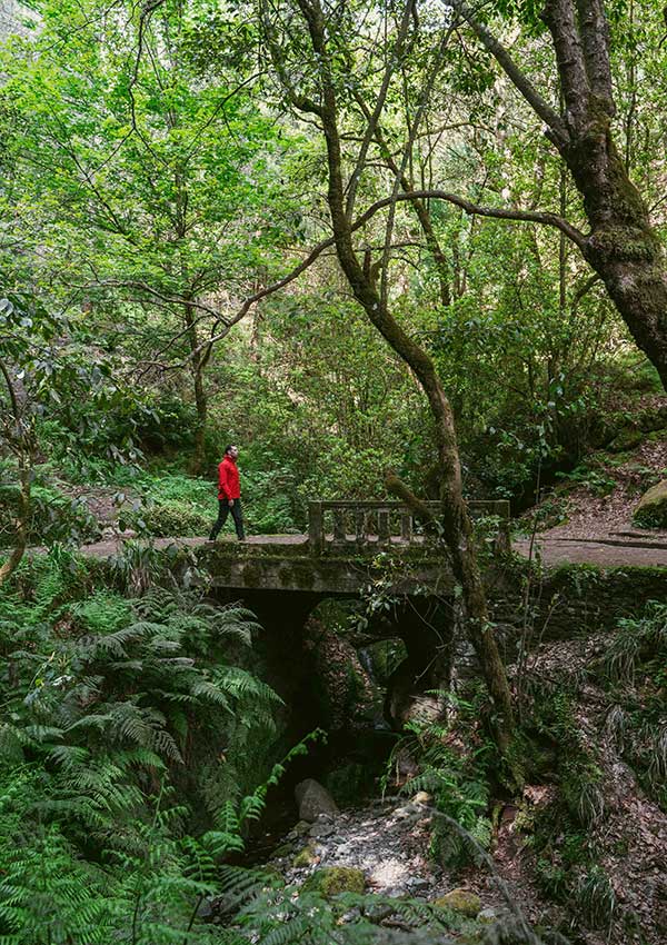 Laurisilva forest Madeira Island