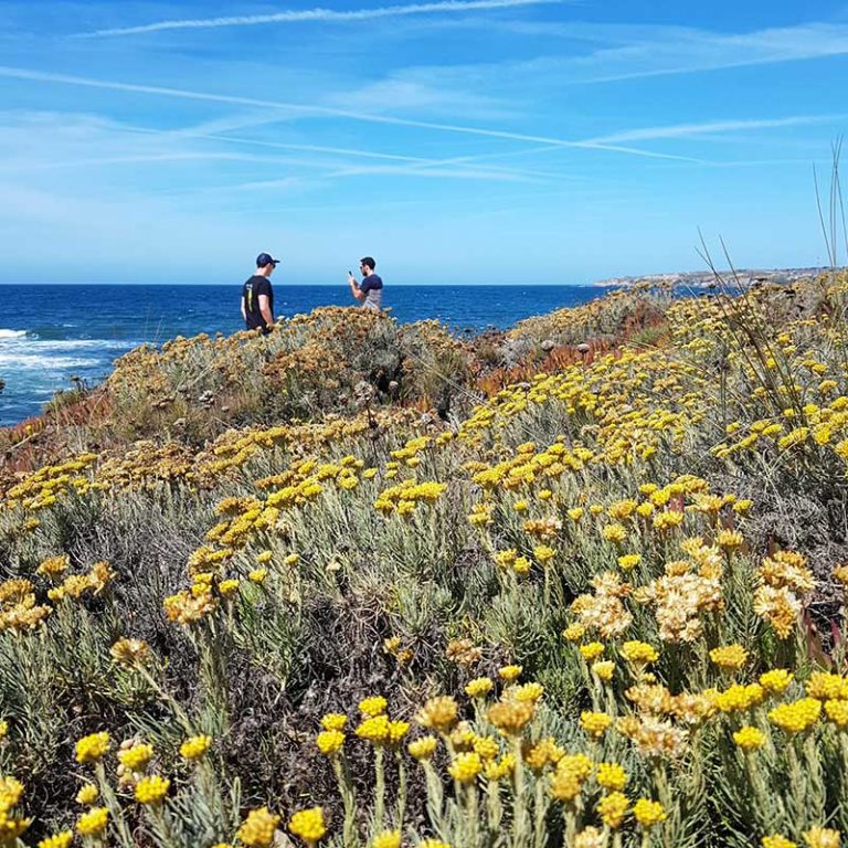 wildflowersvilanovademilfontes